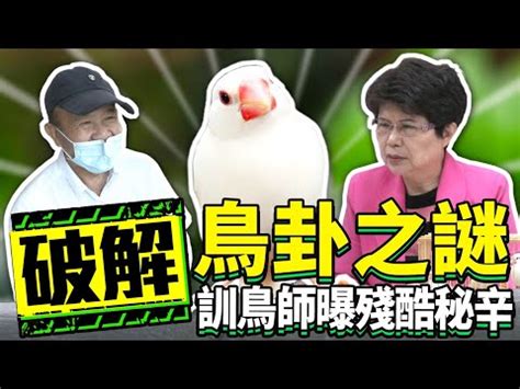 文鳥算命|【文鳥算命】破解文鳥算命密技，揭開神秘面紗！